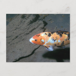 Cartão Postal Peixe Calico