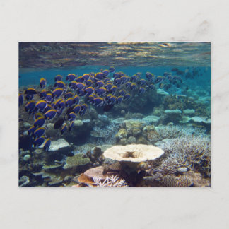 Cartão postal - Peixe Cirurgião Azul Pó
