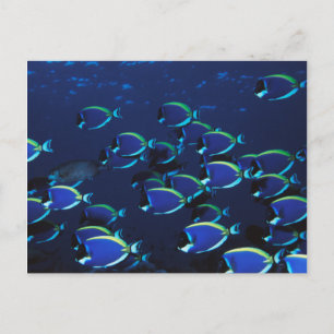 Cartão Postal Peixe-cirurgião-azul-pó em cardume