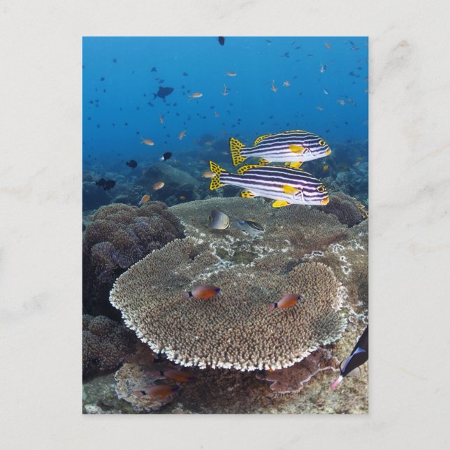 Cartão Postal Peixe-doce (Frente)