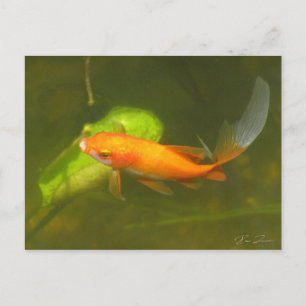 Cartão Postal peixe-dourado