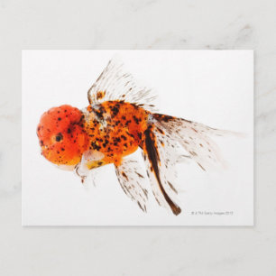 Cartão Postal Peixe-dourado (Carassius auratus).