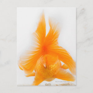 Cartão Postal Peixe-dourado (Carassius auratus) 2