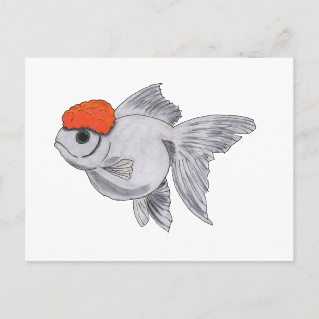 Cartão Postal Peixe Dourado Oranda Branco e Laranja Aquário Peix (Frente)