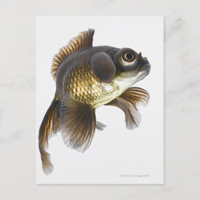 Cartão Postal Peixe-dourado-preto (Carassius auratus) 2 (Frente)