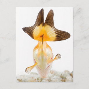 Cartão Postal Peixe-espinha (Carassius auratus) 2