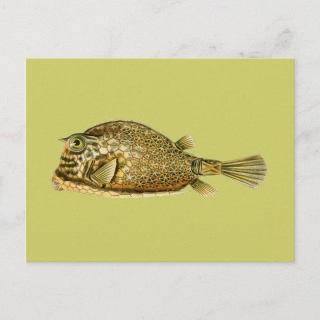 Cartão Postal Peixe-espinho rastejado (Frente)