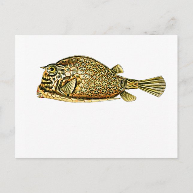 Cartão Postal Peixe-espinho rastejado (Frente)