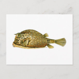 Cartão Postal Peixe-espinho rastejado