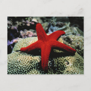 Cartão Postal Peixe Estrela Mar Vermelho