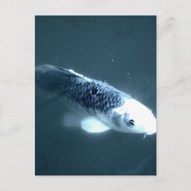 Cartão Postal Peixe "Fantasma" (Frente)