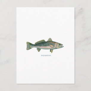 Cartão Postal Peixe-frade
