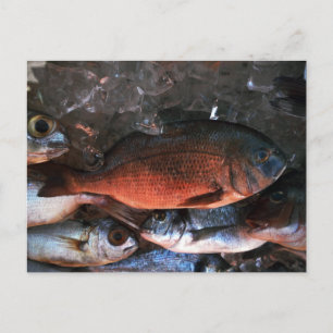 Cartão Postal Peixe fresco de Santorini Grécia