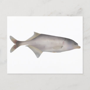 Cartão Postal Peixe-galho