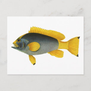 Cartão Postal Peixe Garoupa Azul e Amarelo Vintage, Vida Marinha