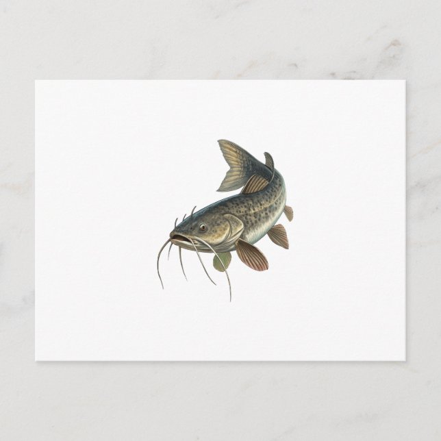 Cartão Postal Peixe-gato (Frente)