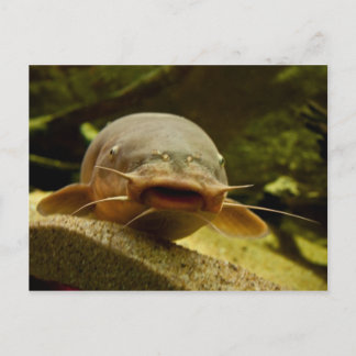 Cartão Postal Peixe-gato elétrico