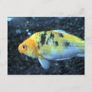 Cartão Postal Peixe-gato picado