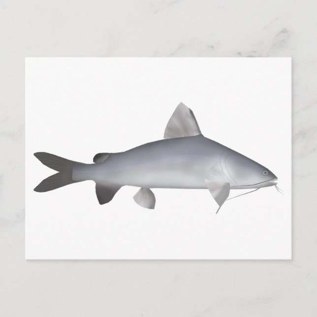 Cartão Postal Peixe-gato salmão azul (Frente)