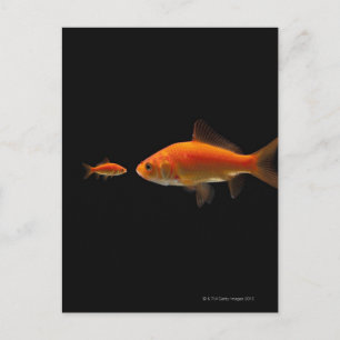 Cartão Postal Peixe-Goldfish 3
