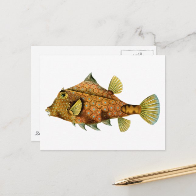 Cartão Postal Peixe Laranja Vintage (Frente/Verso In Situ)