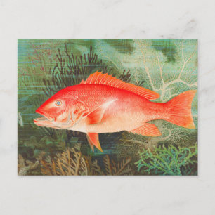 Cartão Postal peixe lúcio-vermelho-setentrional vintage