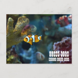 Cartão Postal Peixe-Palhaço