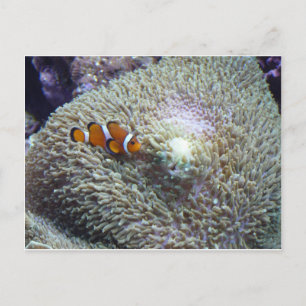 Cartão Postal peixe palhaço 3