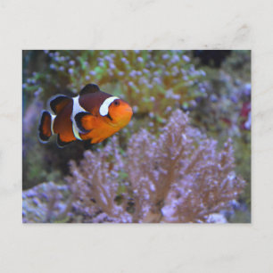 Cartão Postal Peixe-Palhaço Anêmona do Mar Coral Subaquático Fot