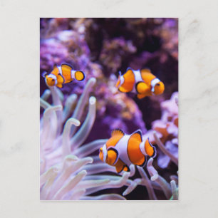 Cartão Postal Peixe-Palhaço Ocellaris   Amphiprion Ocellaris