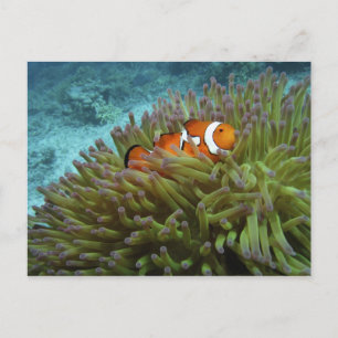 Cartão Postal Peixe-palhaço-ocidental ( Amphiprion ocellaris )