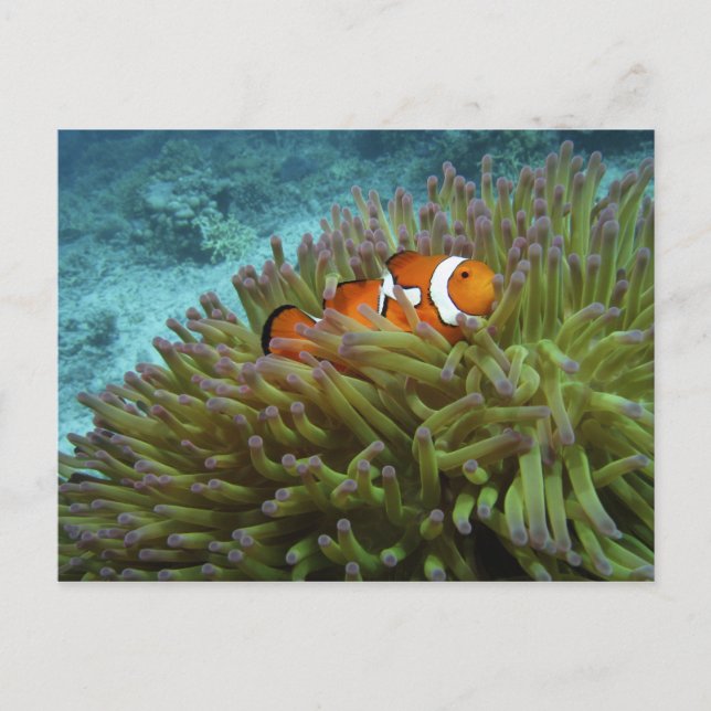 Cartão Postal Peixe-palheiro ocidental ( Amphiprion ocellaris ) (Frente)