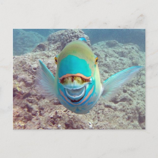 Cartão Postal Peixe Papagaio do Havaí (Frente)