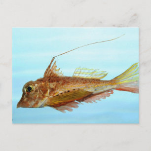 Cartão Postal Peixe-pombo-cornudo