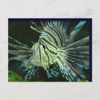 Cartão Postal Peixe rabugento