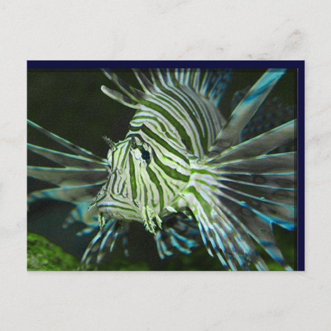 Cartão Postal Peixe rabugento (Frente)