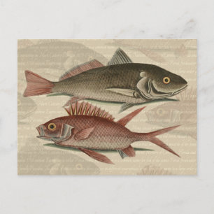 Cartão Postal Peixe Red Perch Pescador Art
