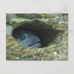 Cartão Postal Peixe Sentinela Irritado