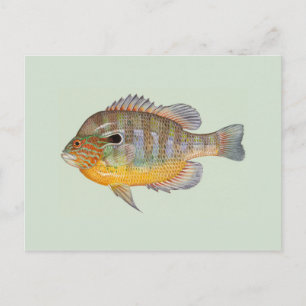 Cartão Postal Peixe-sol de Duane Raver