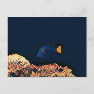 Cartão Postal Peixe-Tang Azul
