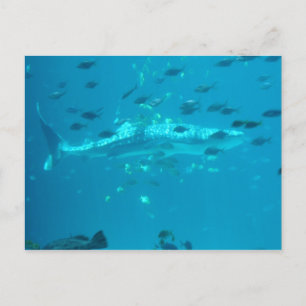 Cartão Postal Peixes