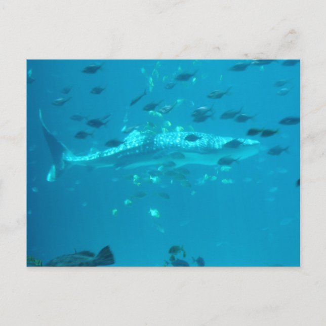 Cartão Postal Peixes (Frente)