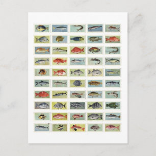 Cartão Postal Peixes Africanos