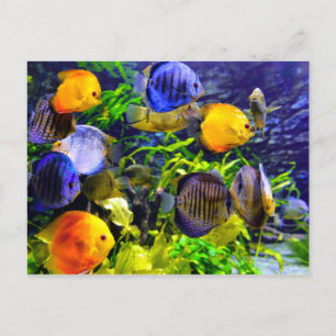 Cartão Postal Peixes Aquáticos Tropicais Coloridos Vibrantes