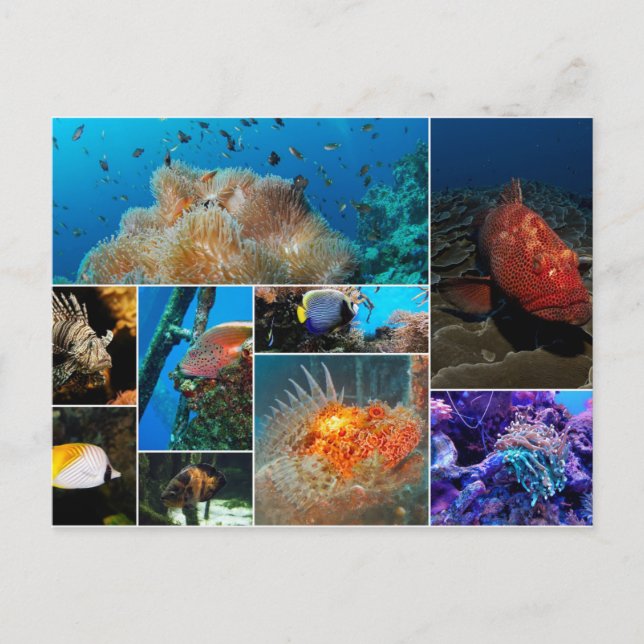 Cartão Postal Peixes, Colagem de Fotos. (Frente)