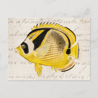 Cartão Postal Peixes da borboleta do guaxinim do vintage -