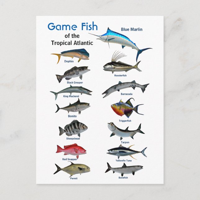 Cartão Postal Peixes de caça do Atlântico Tropical  (Frente)