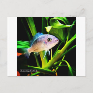Cartão Postal Peixes de cichlidae africanos exóticos