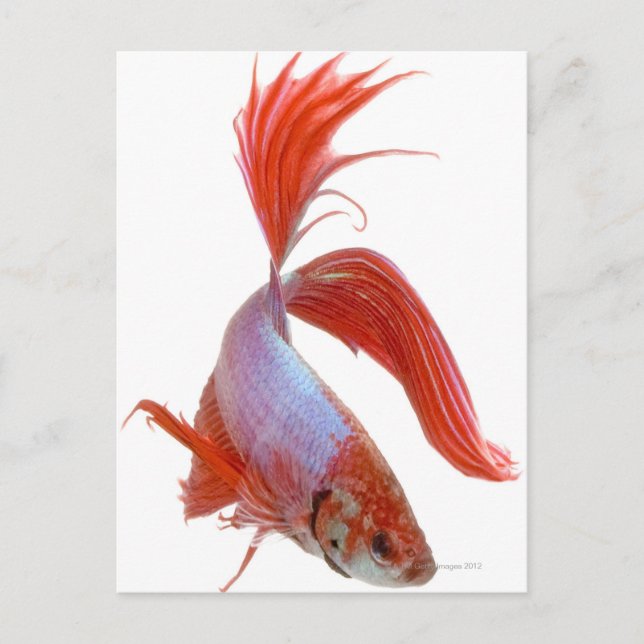 Cartão Postal Peixes de combate siameses (Betta esplendens) (Frente)