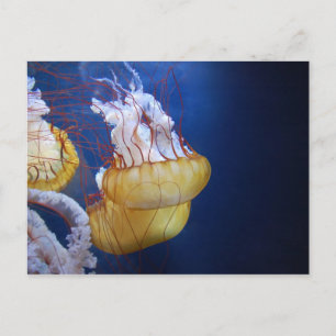 Cartão Postal Peixes de gelatina no oceano profundo
